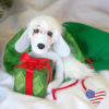 5in Puppy Present